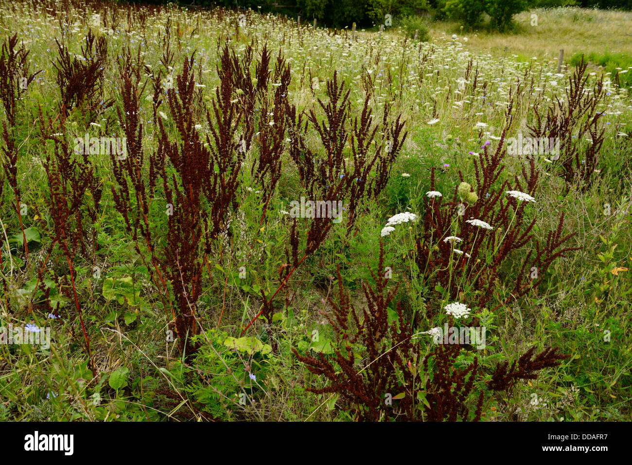 Fallow field grazed by horses leaving Dock and Queen Annes Lace weeds Ontario Canada Stock Photo