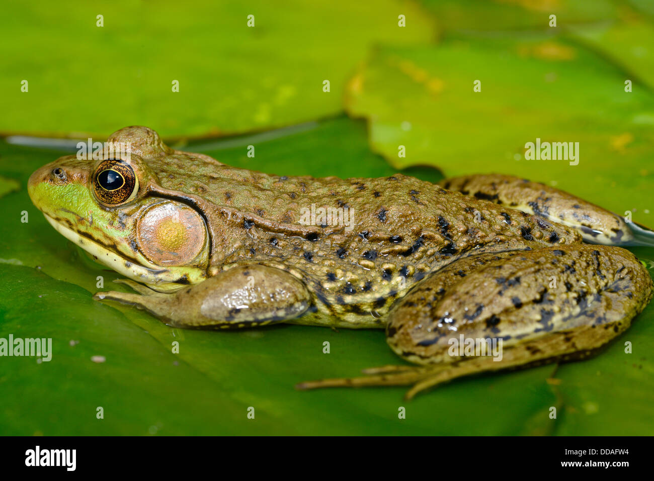 Close up of green frog in pond on a water lily pad with mosquito biting rear end Stock Photo