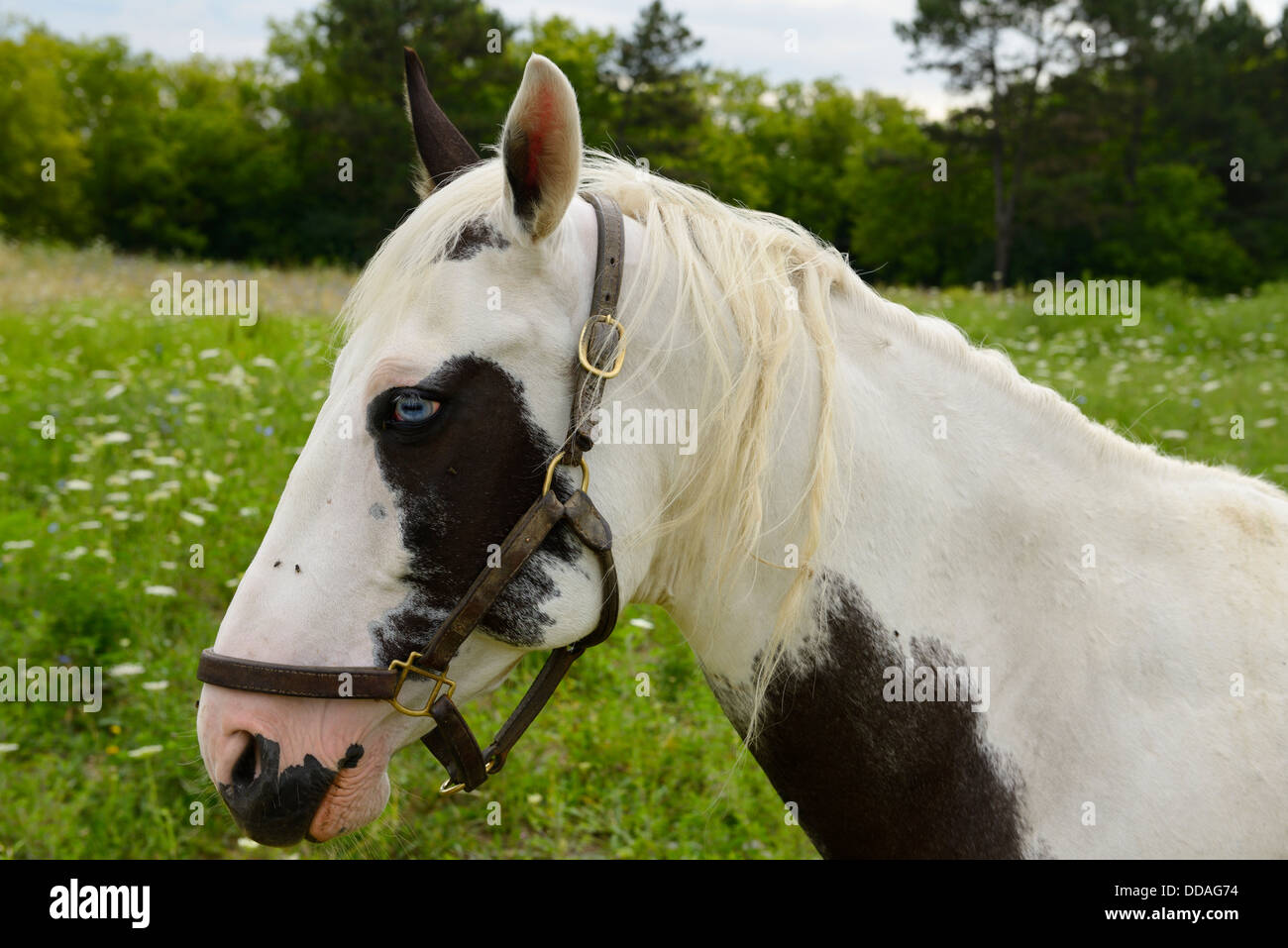 Head of a Paint horse with blue eyes in a country field of Ontario Stock Photo