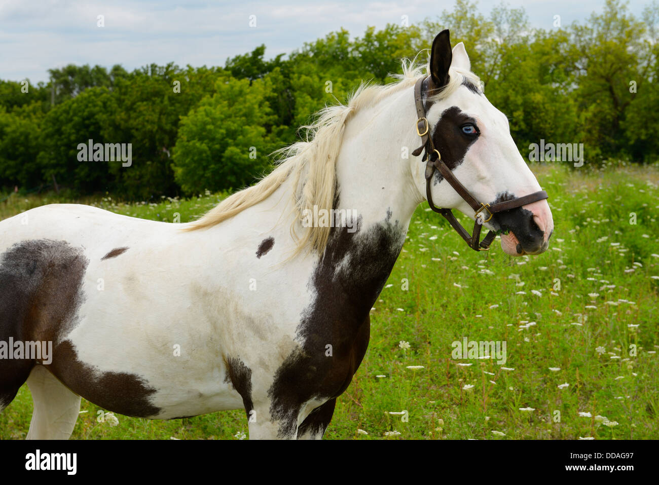 A Paint horse with blue eyes standing in a country field Ontario Canada Stock Photo