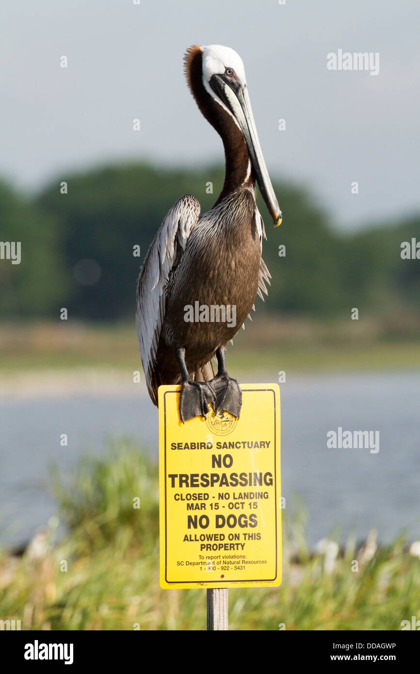 Bird rookery hi-res stock photography and images - Alamy
