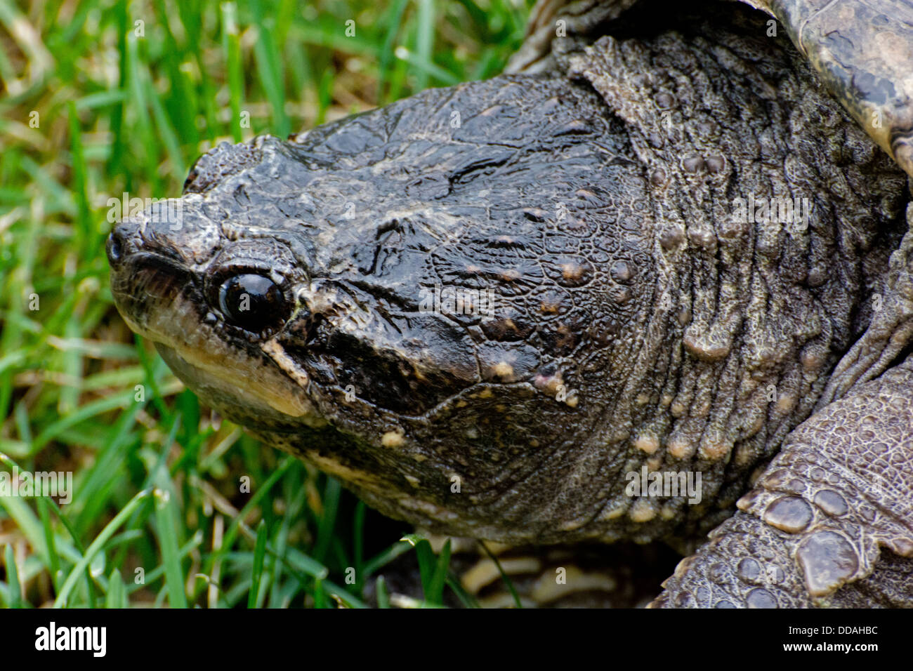 Close-up of the head of a Common Snapping Turtle. Stock Photo