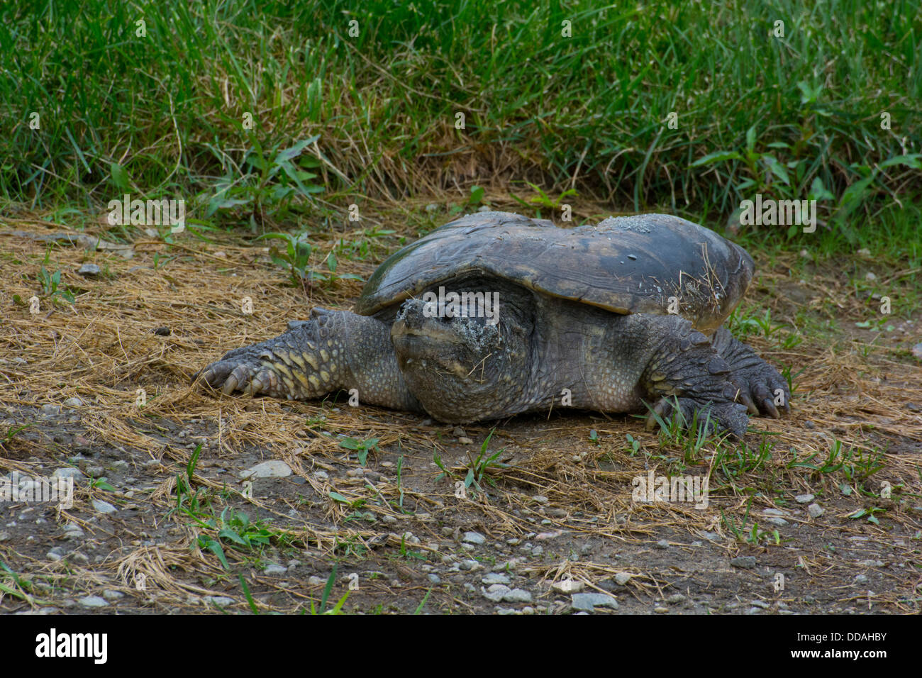 A Common Snapping Turtle Stock Photo - Alamy