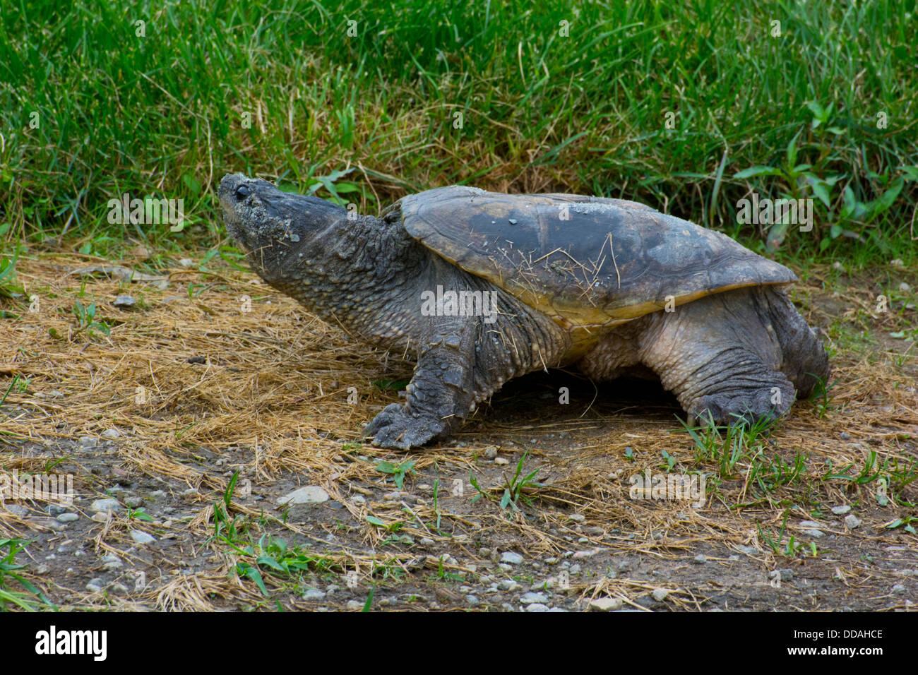 A Common Snapping Turtle. Stock Photo
