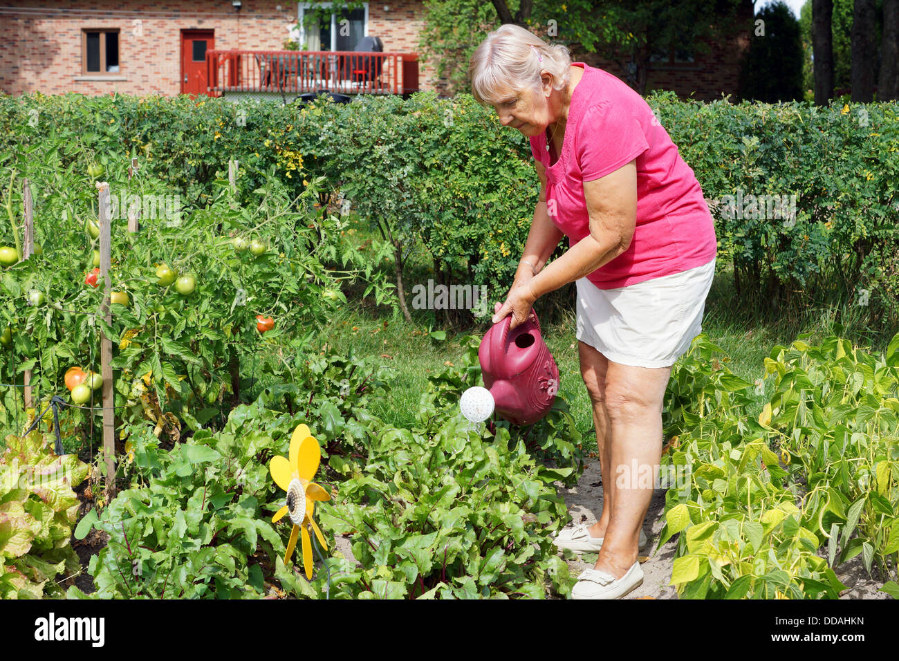 Active senior woman watering the plants in her garden Stock Photo - Alamy