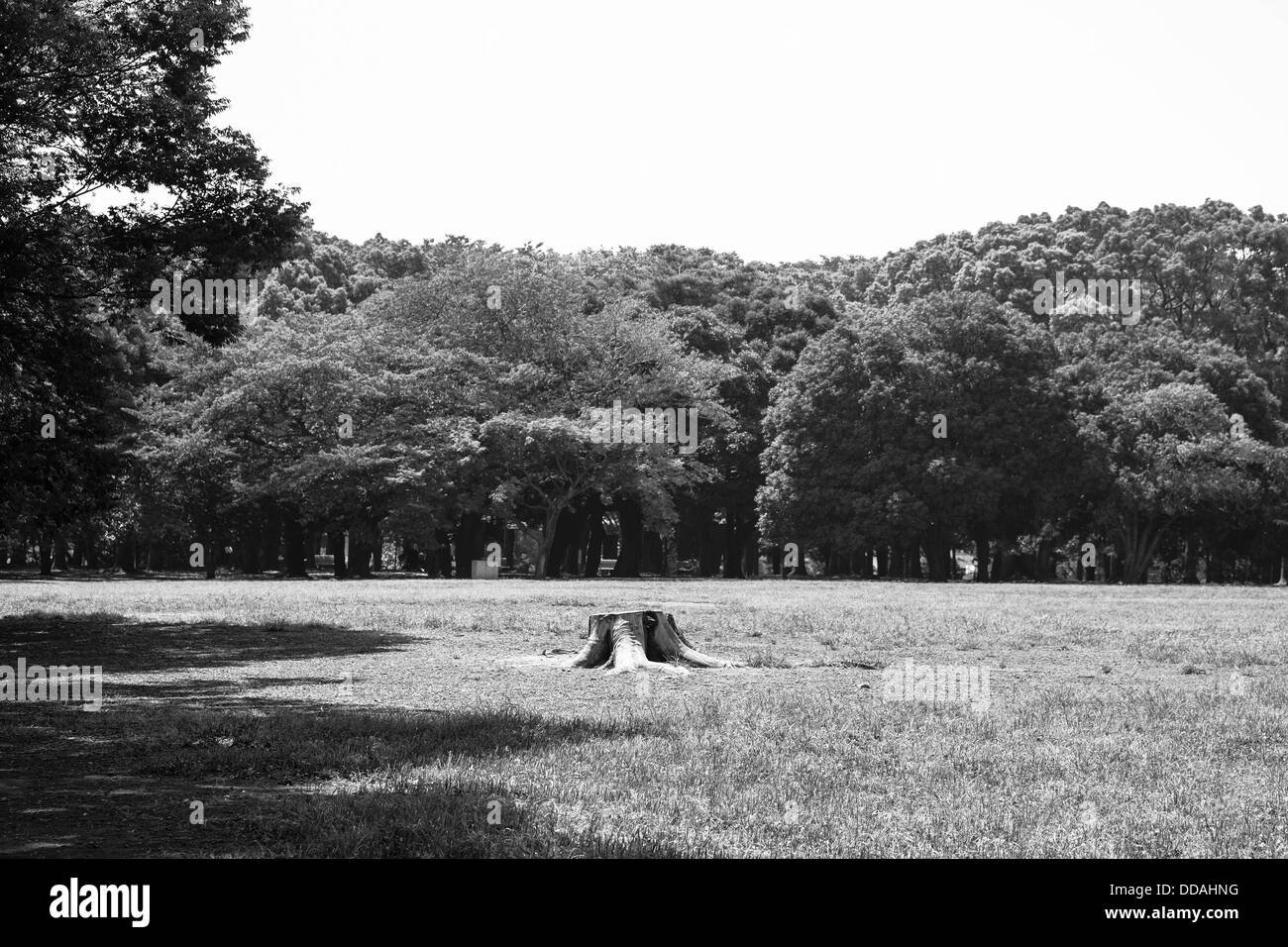 Black white trees Black and White Stock Photos & Images - Alamy