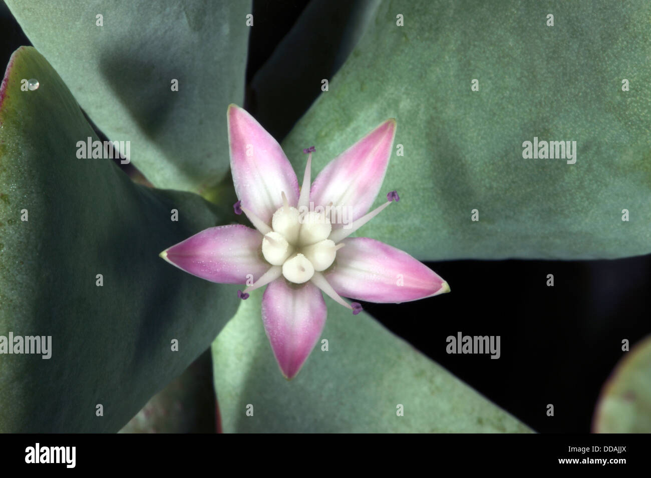 Close-up of flower of the succulent Silver Dollar Plant - Crassula arborescnes- Family Crassulaceae Stock Photo
