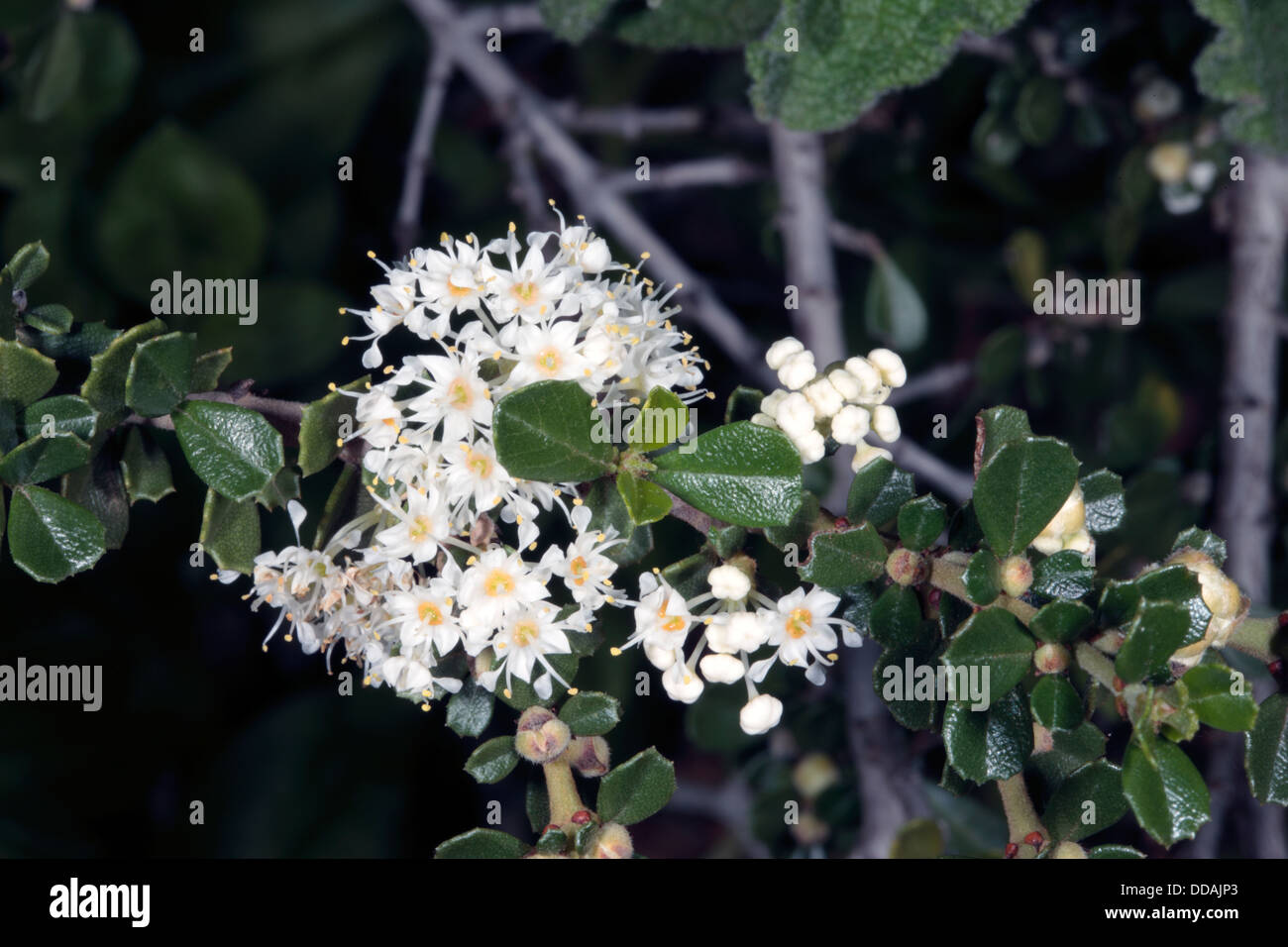 Close-up of Point Reyes Ceanothuis/ Holly ceanothus/Glory Bush/ Glory Mat flowers - Ceanothus gloriosus- Family Rhamnaceae Stock Photo