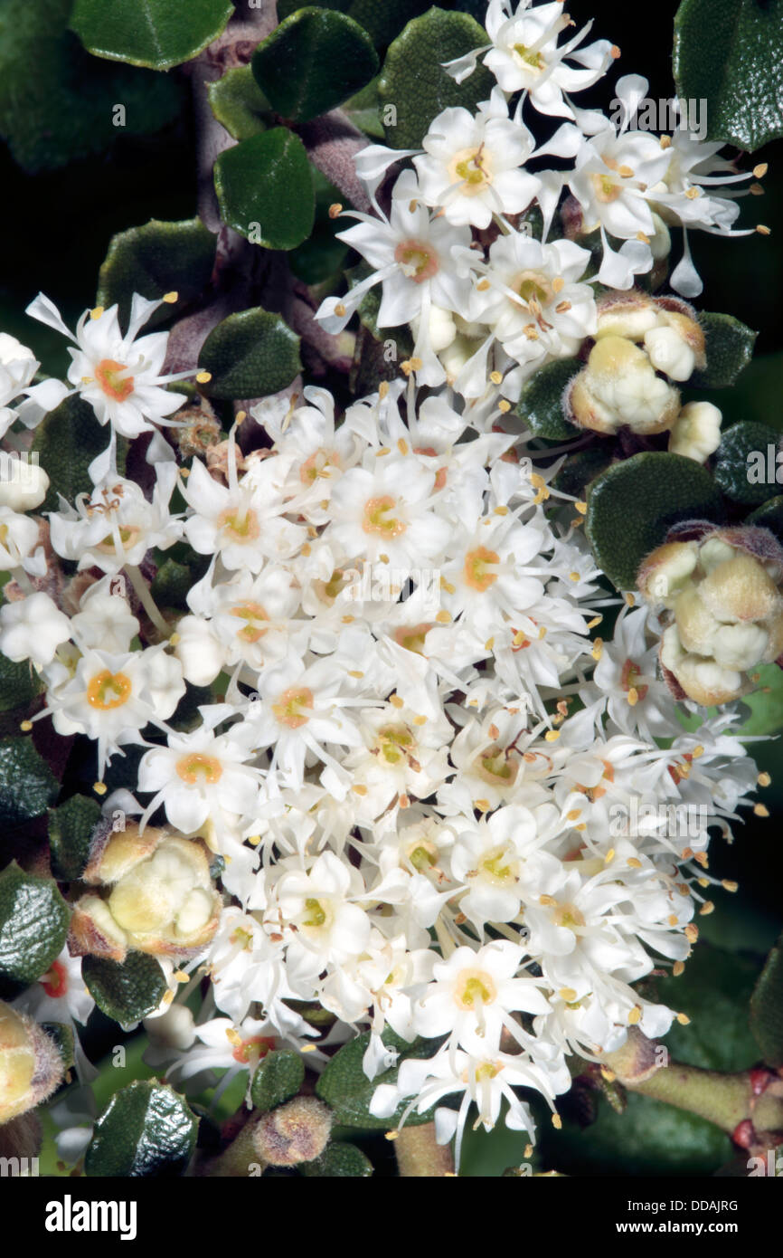 Close-up of Point Reyes Ceanothuis/ Holly ceanothus/Glory Bush/ Glory Mat flowers - Ceanothus gloriosus- Family Rhamnaceae Stock Photo