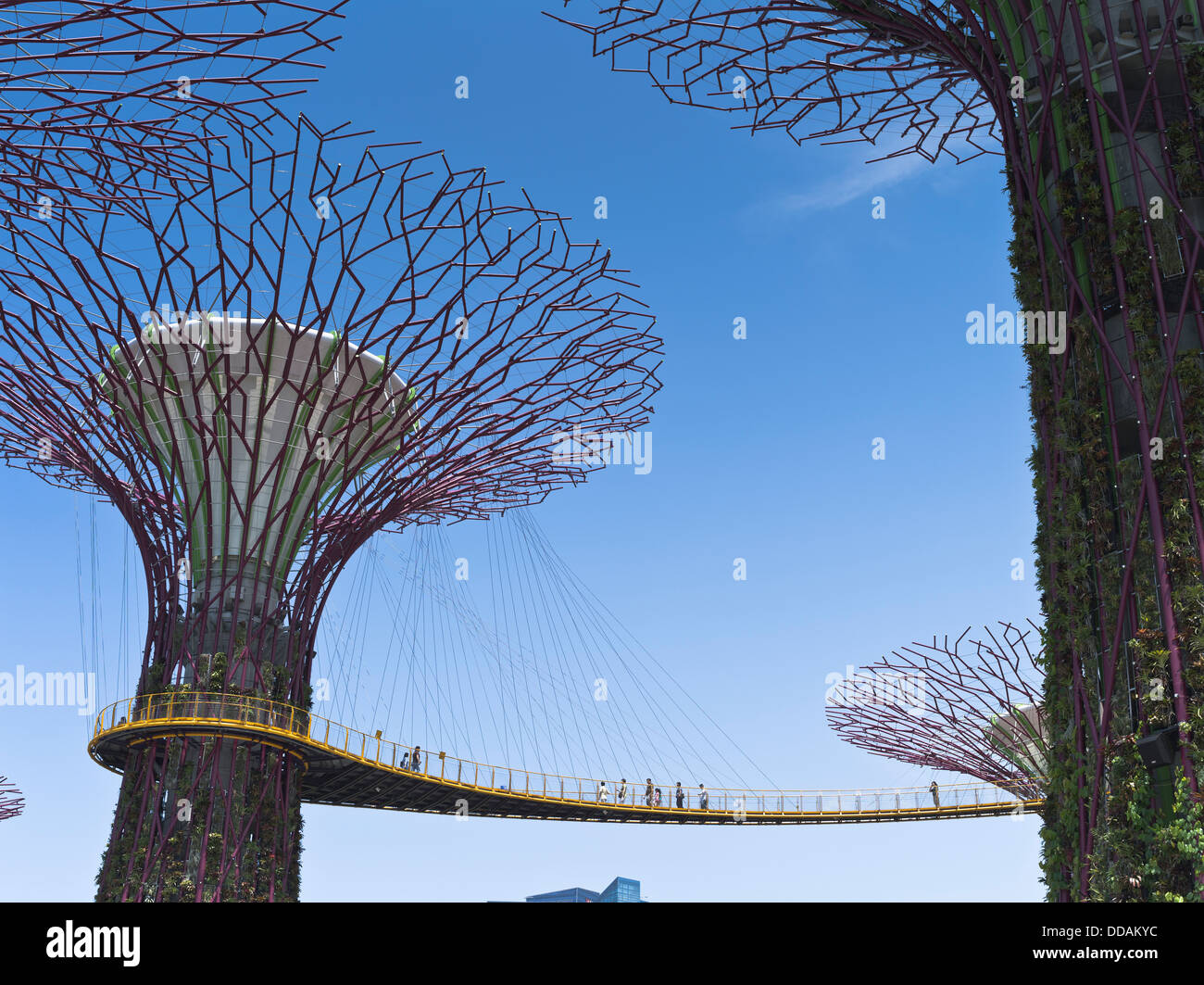 dh Supertree Grove garden GARDENS BY THE BAY SINGAPORE Supertrees vertical gardens walkway people viewpoint elevated skyway trees Stock Photo