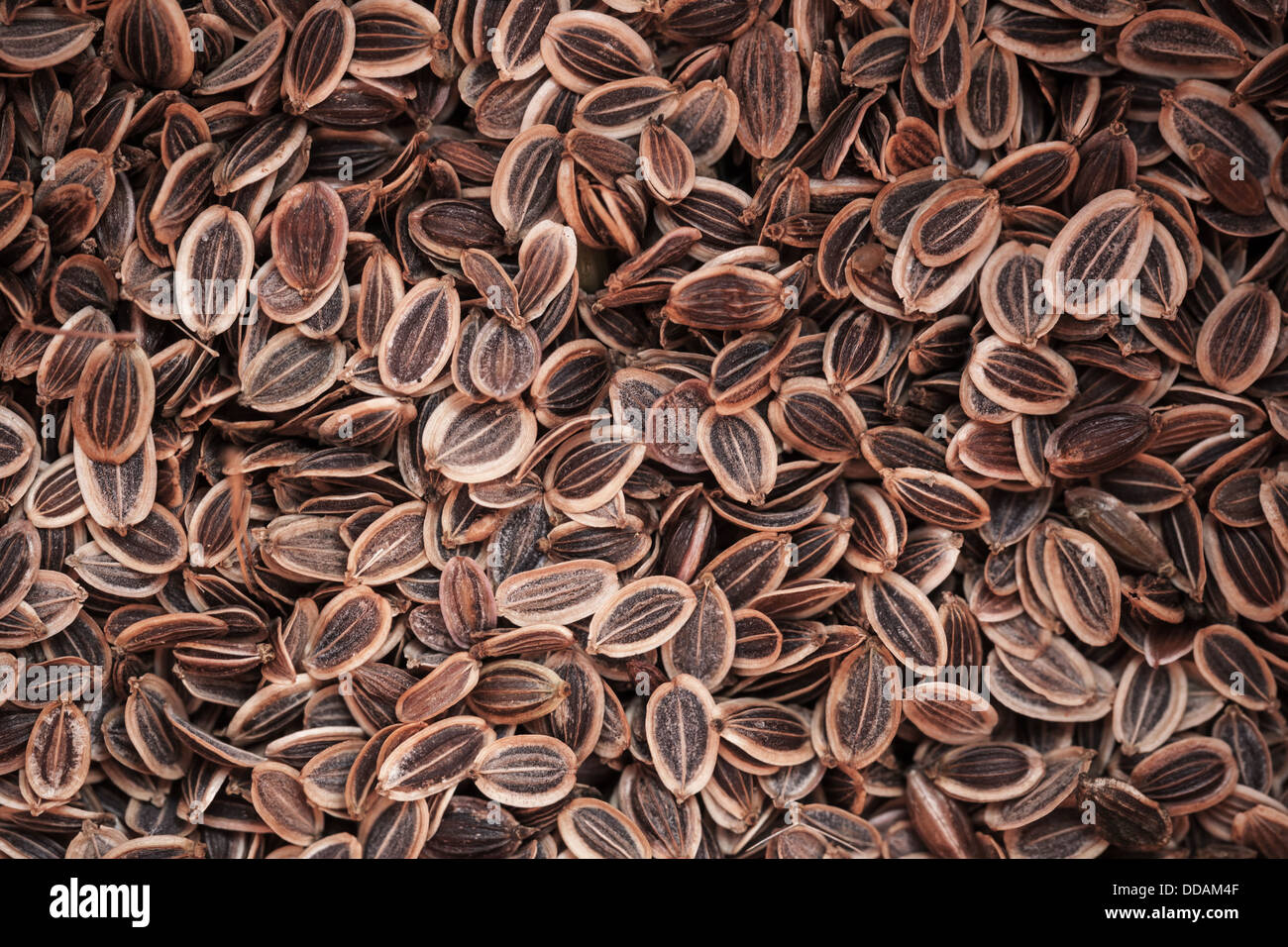 Macro photo background with dry fennel seeds Stock Photo