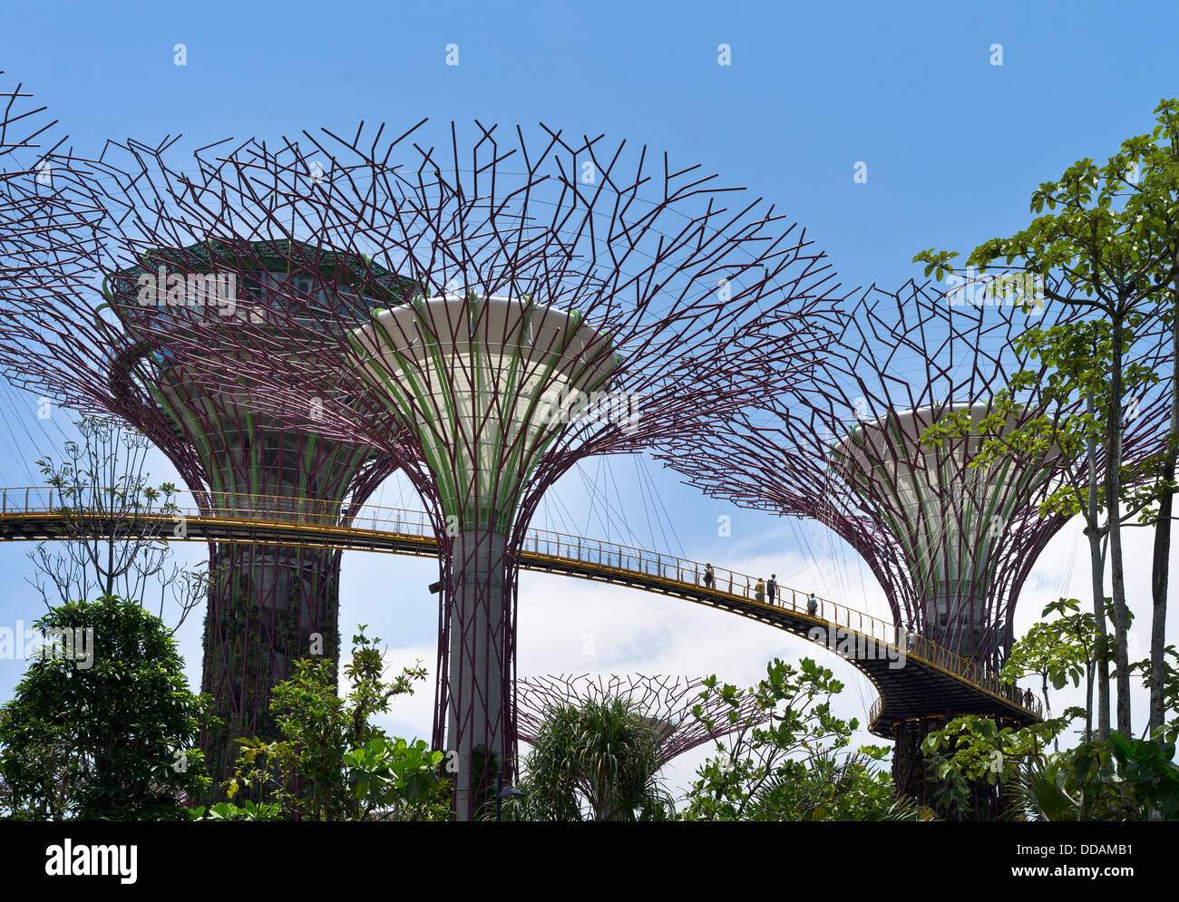 dh Supertree Grove walkway GARDENS BY THE BAY SINGAPORE Supertrees vertical gardens people walking skyway elevated trees garden Stock Photo