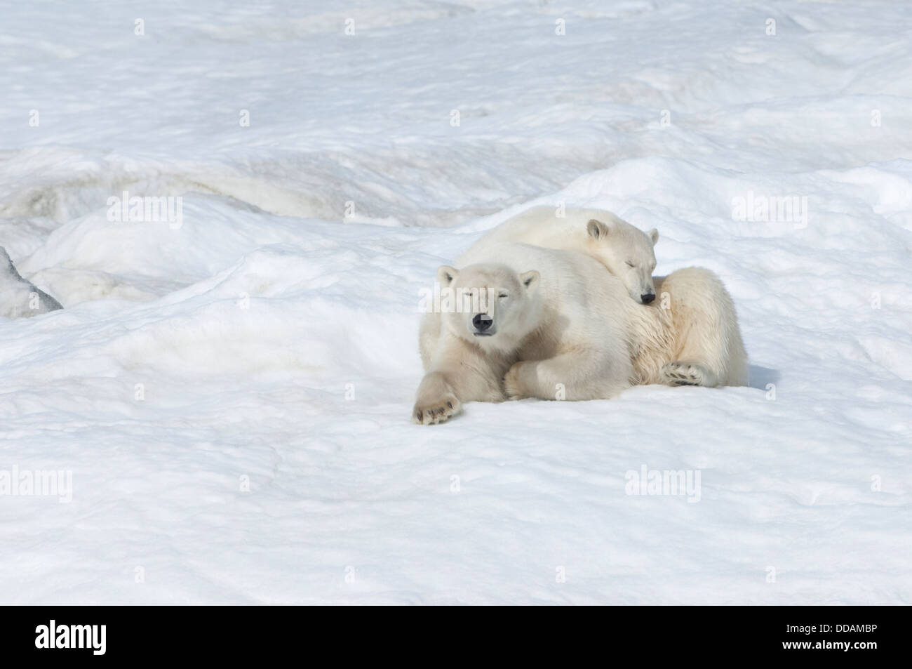 Mother polar bear with a two years old cub (Ursus Maritimus), Wrangel Island, Russia Stock Photo