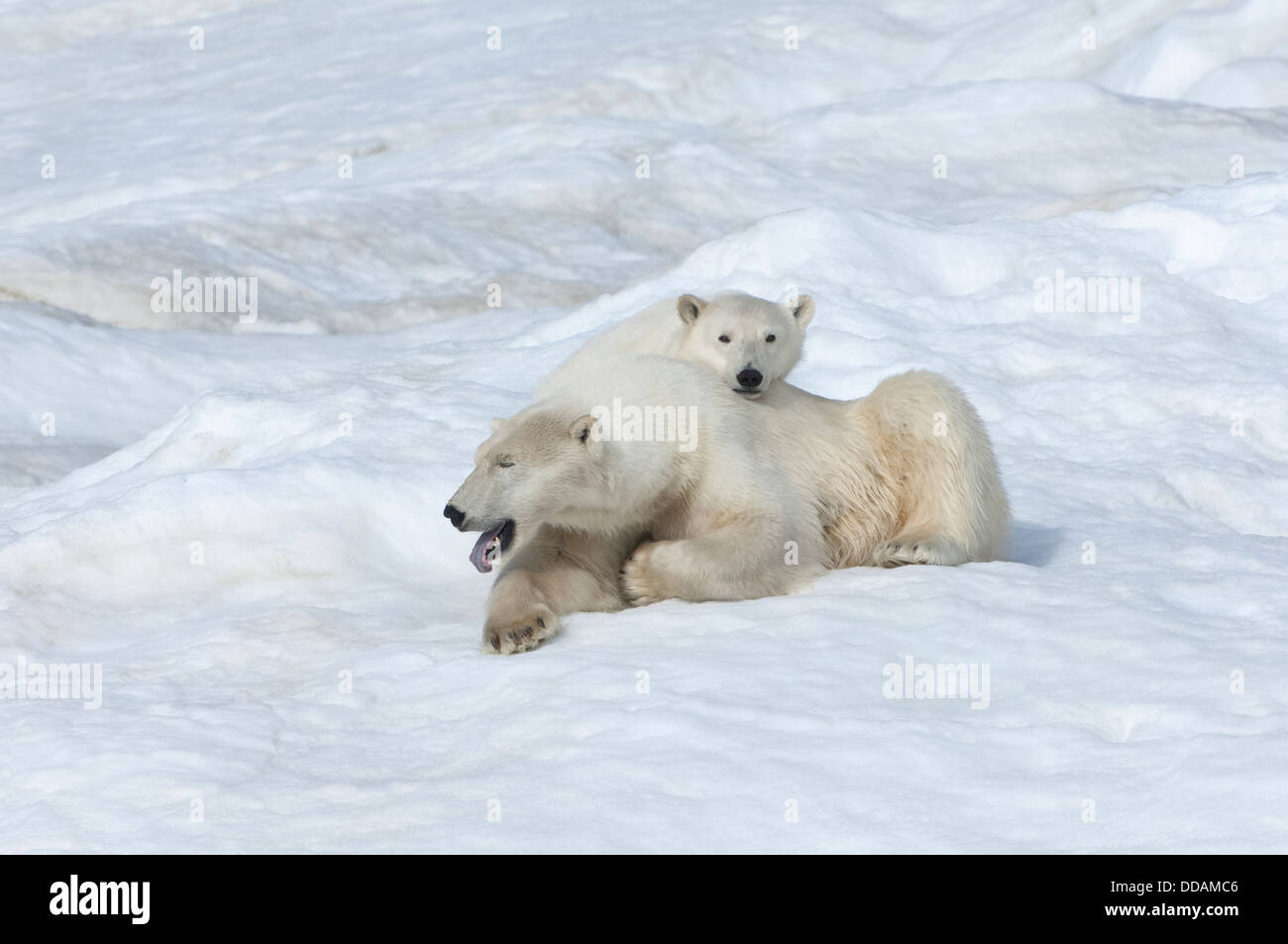 Mother polar bear with a two years old cub (Ursus Maritimus), Wrangel Island, Russia Stock Photo
