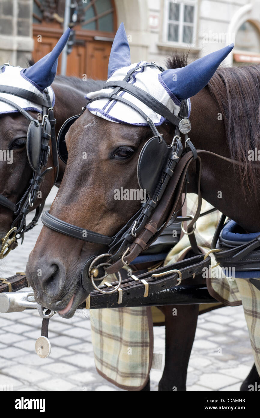 Europe the traditional fiaker horse carriages hi-res stock photography ...