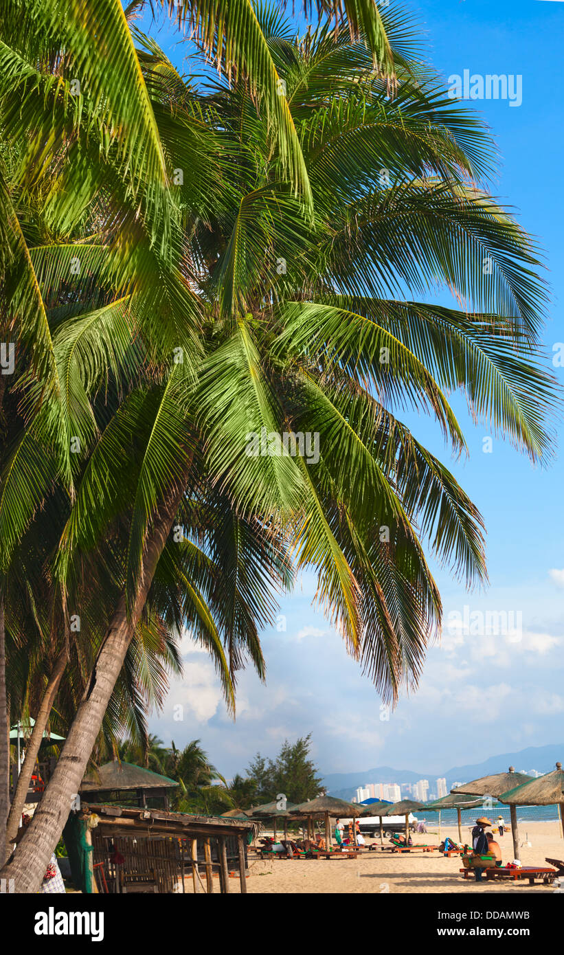 Tropical beach palm tree background hi-res stock photography and images ...