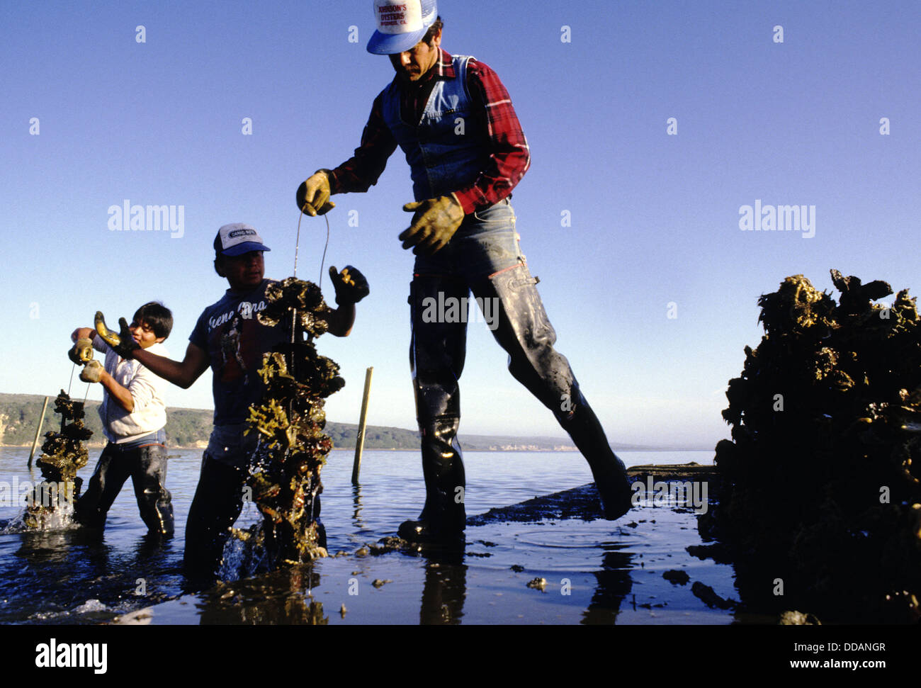 Oyster farming, Point Reyes. California, USA Stock Photo Alamy