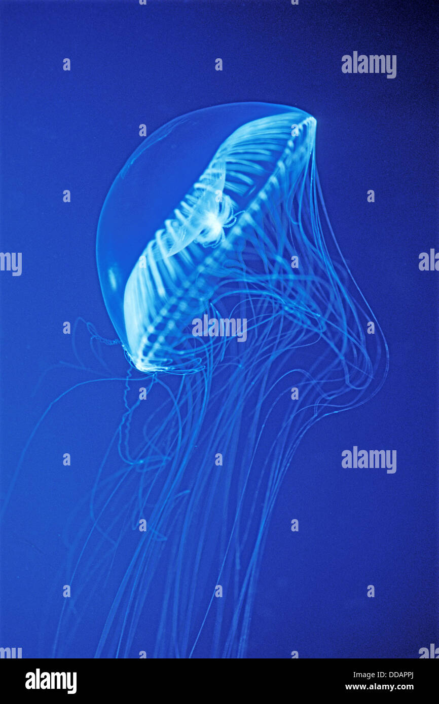 Water jellyfish (Aequorea spp.), Siphonophora, Hydromedusea. British Columbia, Canada Stock Photo