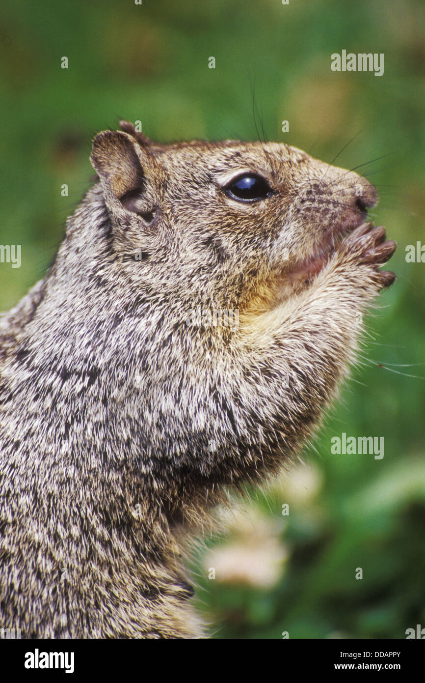 Grey Squirrel, Newport, Oregon, USA Stock Photo Alamy