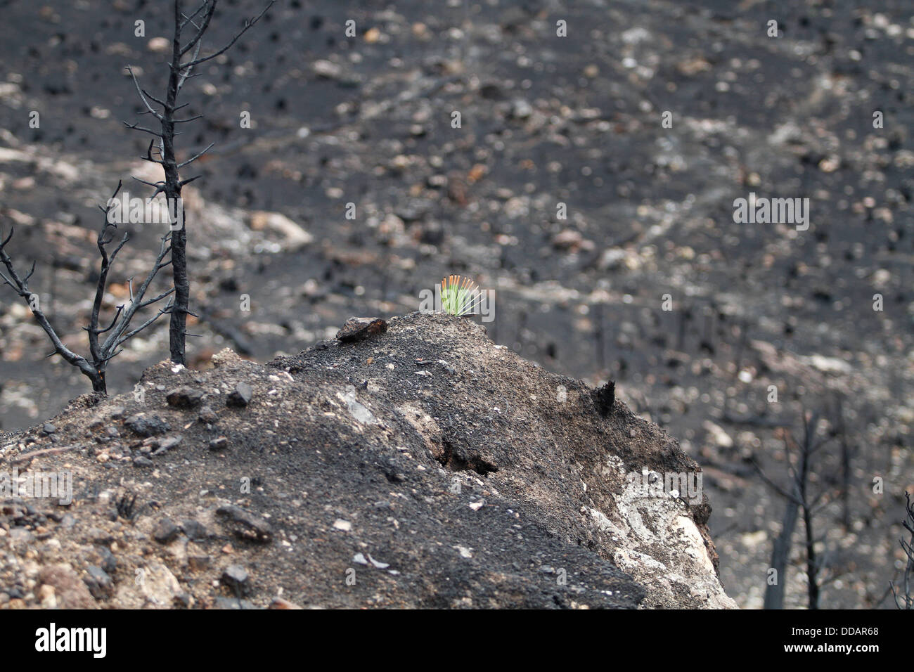 Burned area seen after a wildfire that razed more than 2300 hectares in the Spanish island of Mallorca. Stock Photo