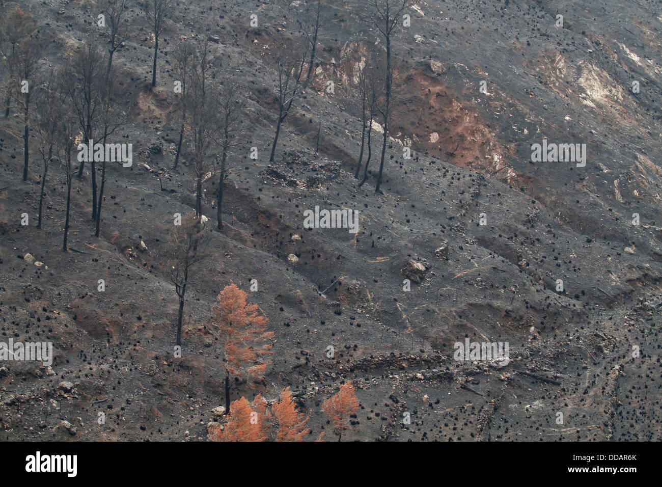 Burned area seen after a wildfire that razed more than 2300 hectares in the Spanish island of Mallorca. Stock Photo