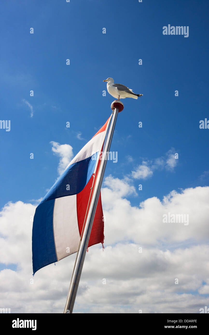 Seagull on flagpole with dutch flag Stock Photo