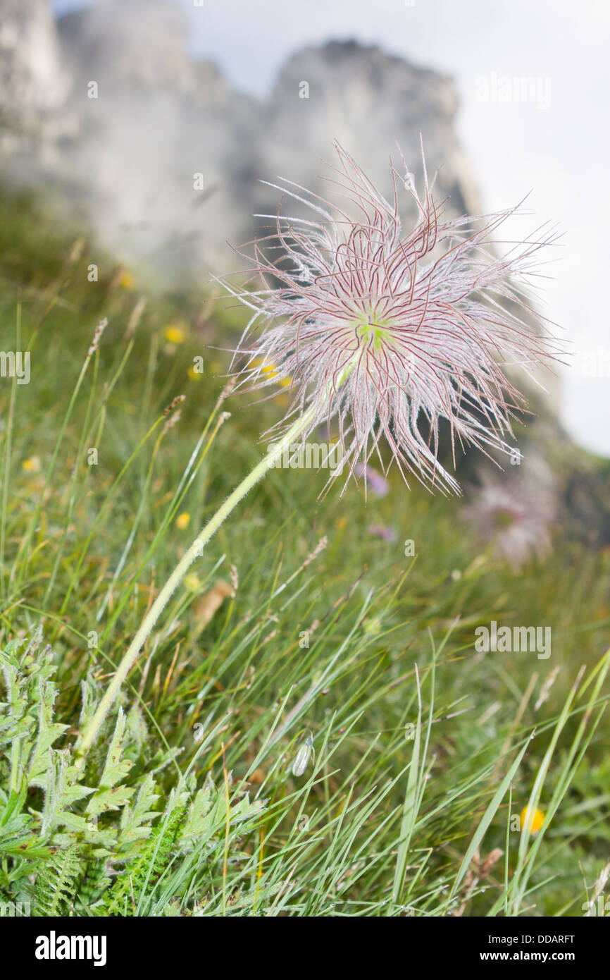 Seedhead of an Alpine Pasqueflower Stock Photo