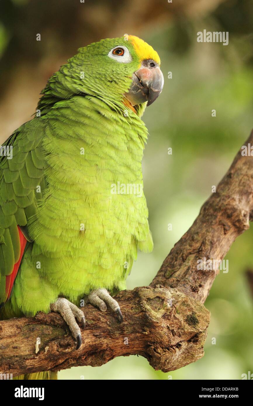 Yellow-crowned Parrot Amazona o ochrocephala, Loro Real Venezuela Stock  Photo - Alamy