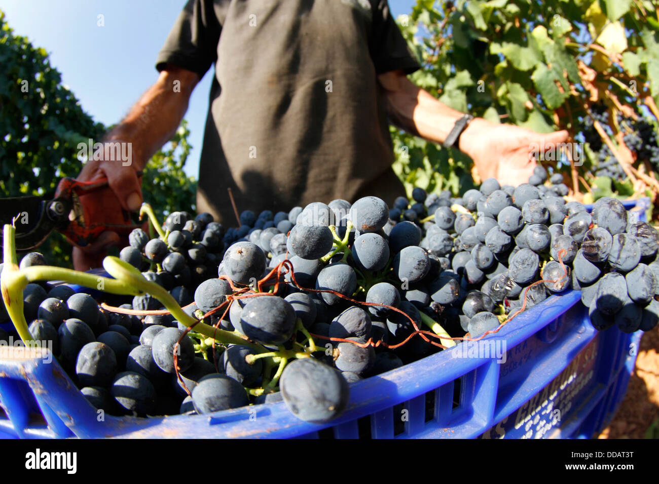Grape diseases hires stock photography and images Alamy
