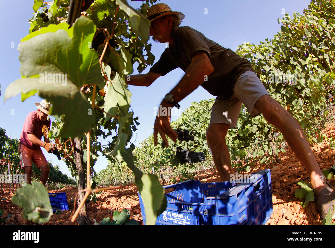 Grapes harvest in the Spanish island of Mallorca Stock Photo Alamy
