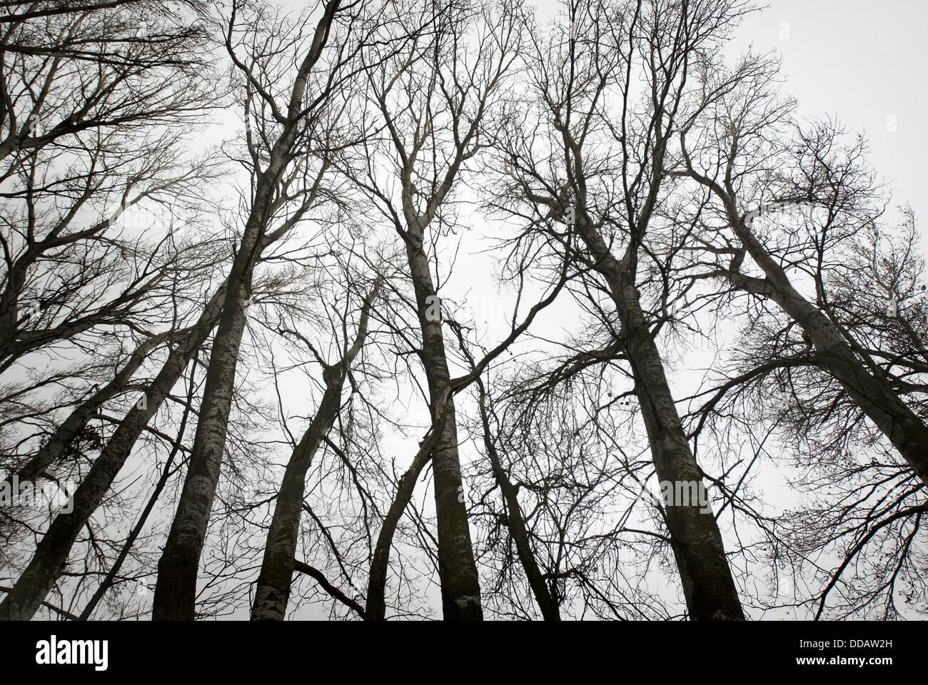 Poplar grove. White Poplars (Populus alba). Toledo province, Castile-La ...