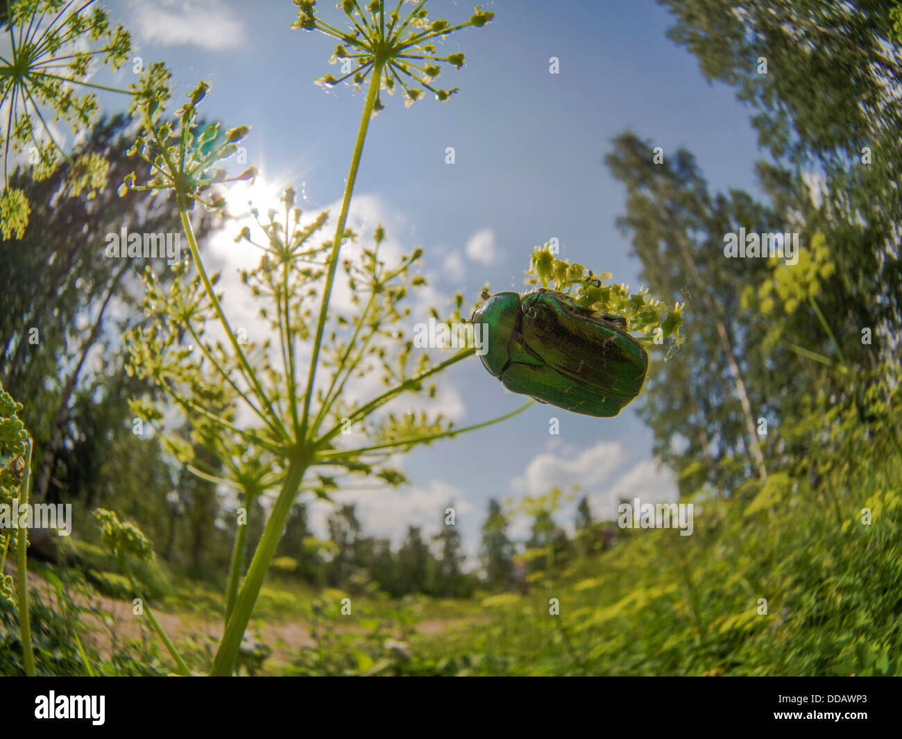 Chafer beetle on a flower Stock Photo