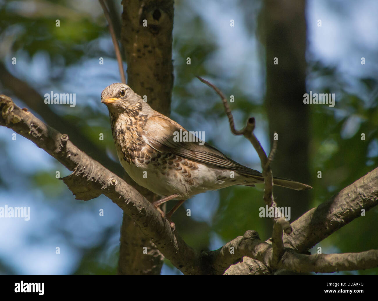 blackbird on a tree Stock Photo