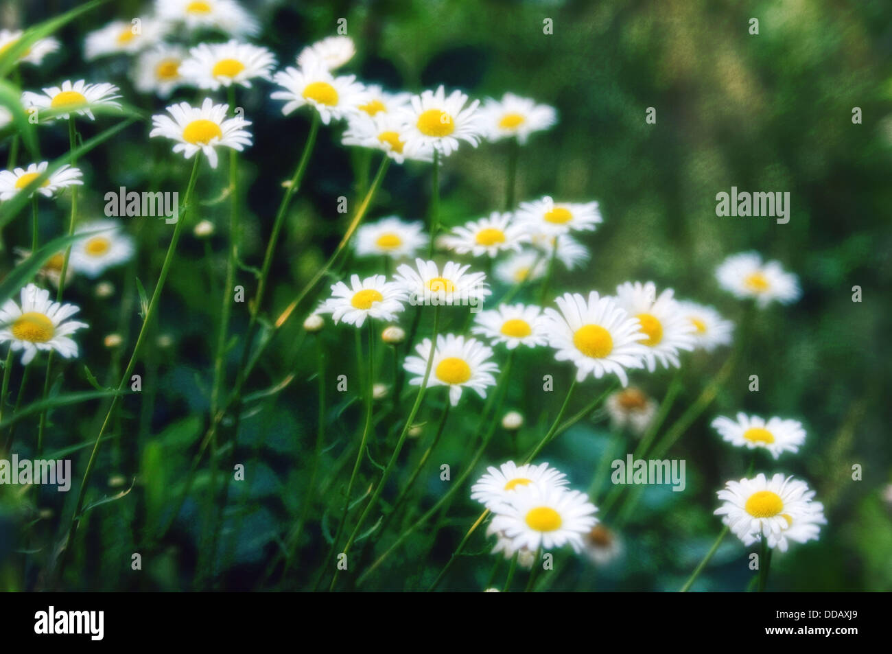 Shasta daisies. Leucanthemum x superbum. May 2006. Maryland, USA Stock Photo Alamy