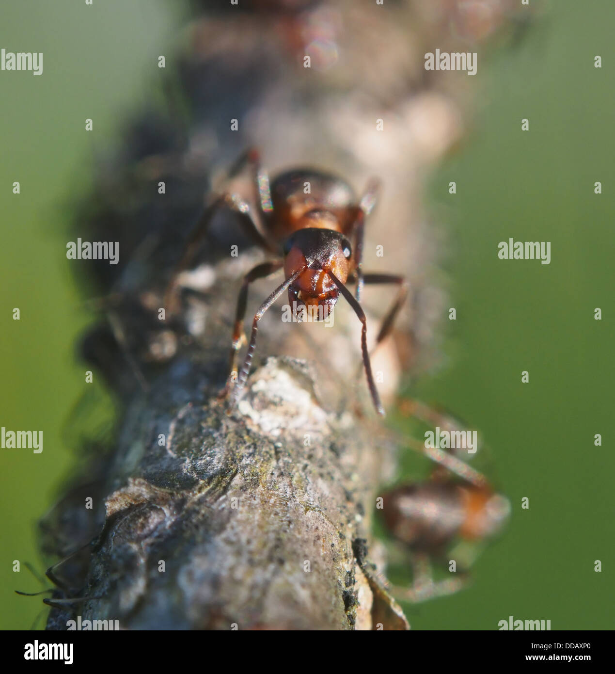Green tree ant hi-res stock photography and images - Alamy