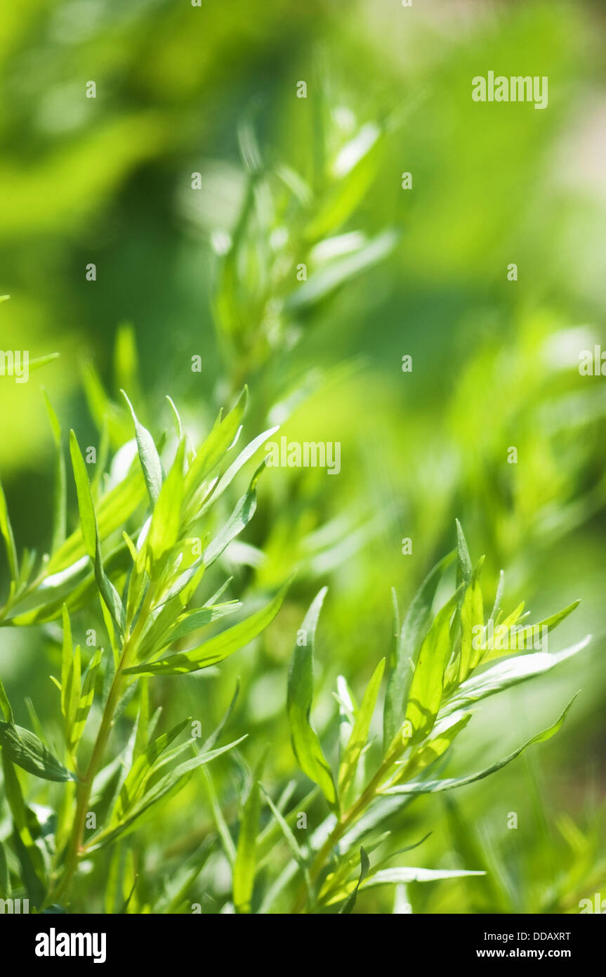 French Tarragon. Artemisia dracunculus ´Sativa´ Stock Photo Alamy
