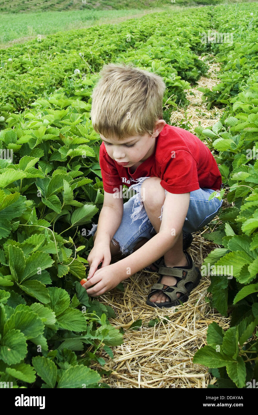 A caucasian boy, 5 - 10 years old, picks strawberries in a field. Stock Photo