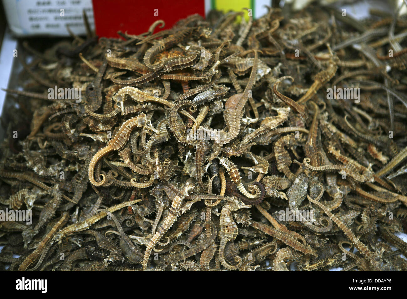Dried seahorses for sale at market, Hong Kong, China Stock Photo Alamy