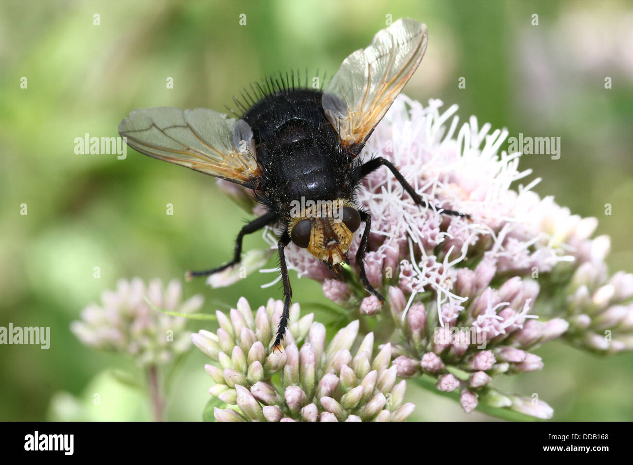 Giant tachinid fly (Tachina grossa) feeding on a hemp-agrimony flower ...