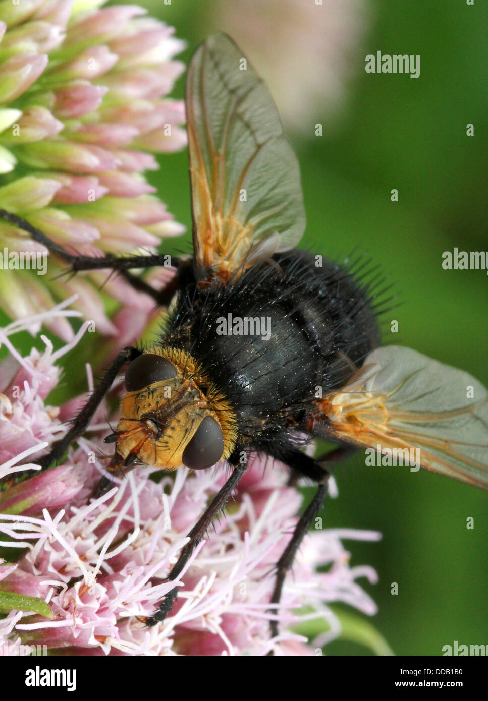 Giant tachinid fly (Tachina grossa) feeding on a hemp-agrimony flower ...