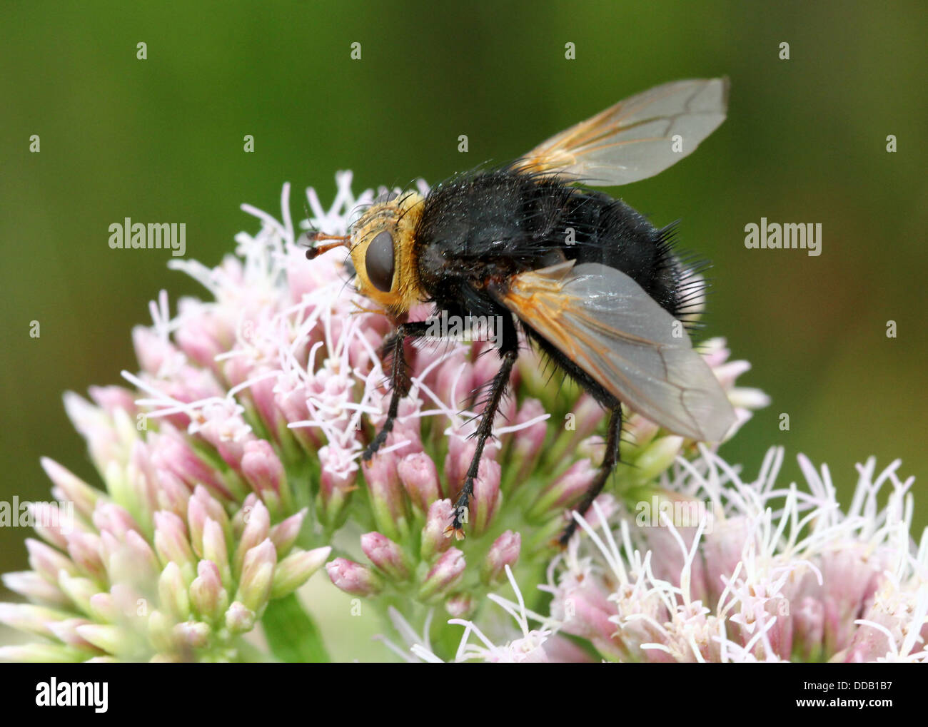 Giant tachinid fly (Tachina grossa) feeding on a hemp-agrimony flower ...