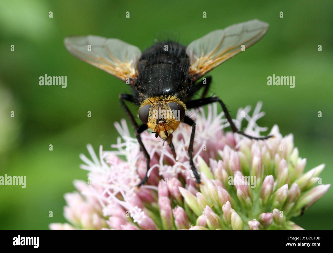 Giant tachinid fly (Tachina grossa) feeding on a hemp-agrimony flower ...