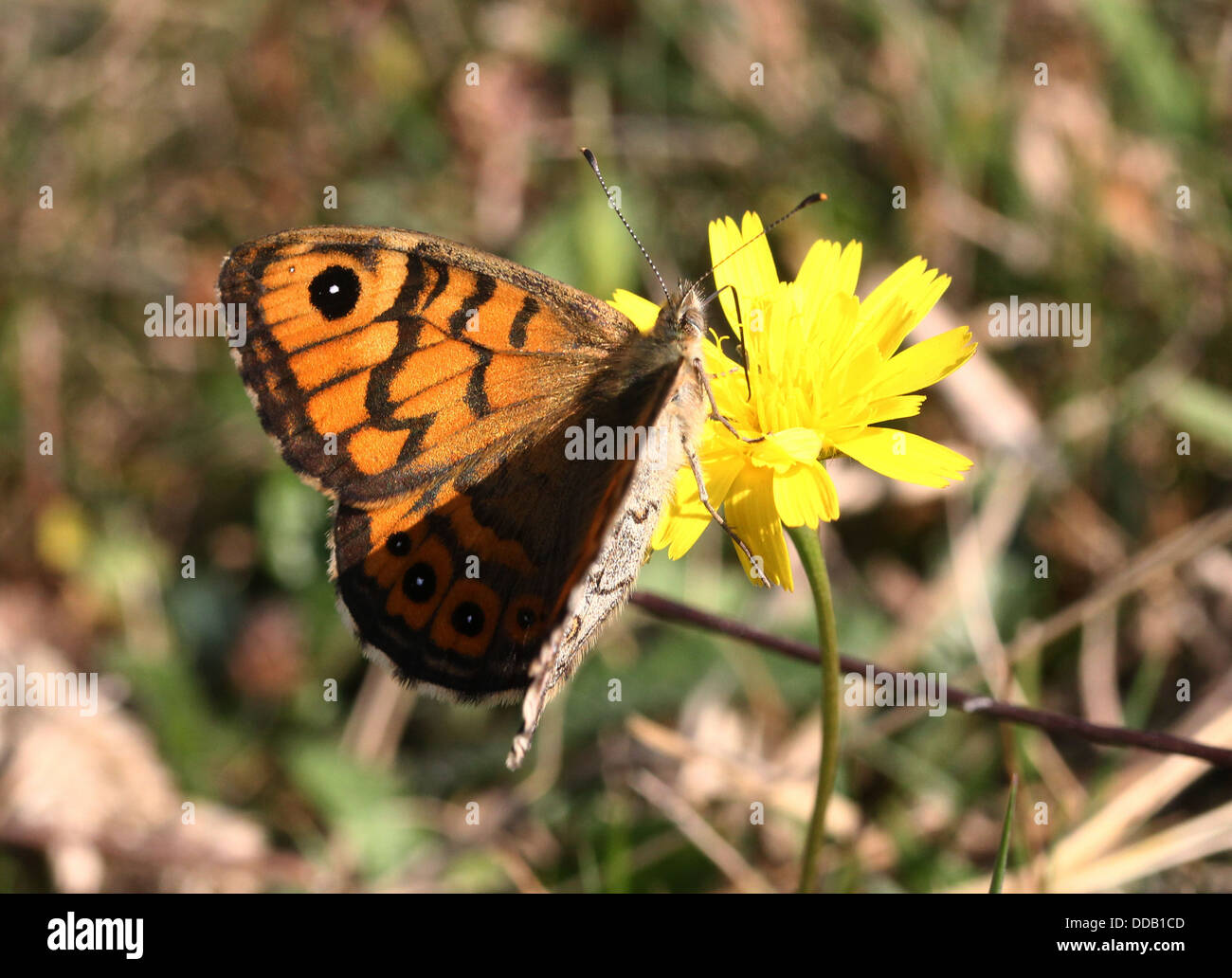 Wall Brown or Wall Butterfly (Lasiommata megera) poses and feeds on a yellow dandelion flower Stock Photo