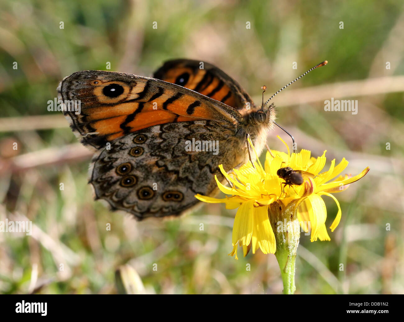 Wall Brown or Wall Butterfly (Lasiommata megera) poses and feeds on a yellow dandelion flower Stock Photo
