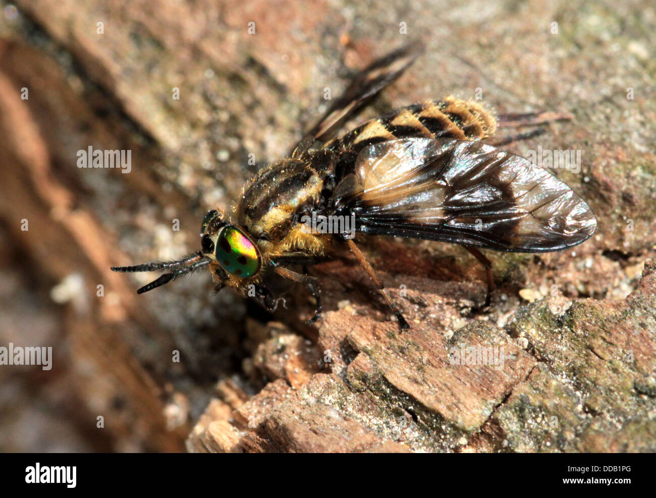 Twin-lobed deerfly (Chrysops relictus) macro Stock Photo - Alamy