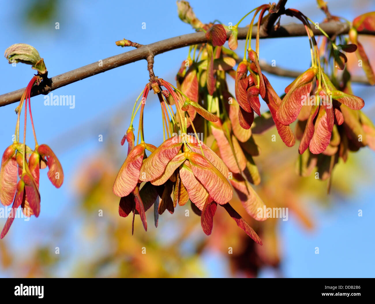 Maple Tree Branch Stock Photo - Alamy
