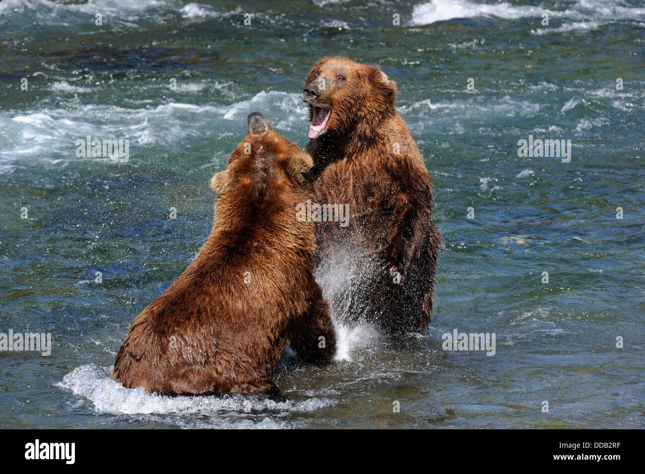 Encounter and intimidating behavior between two grizzli bear Ursus arctos horribilis Brooks river, Katmai National Park, Stock Photo
