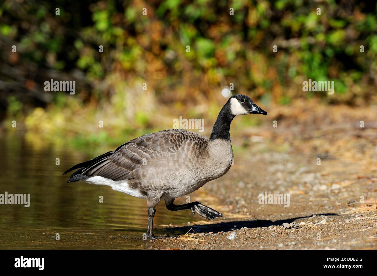 Canada goose deals park