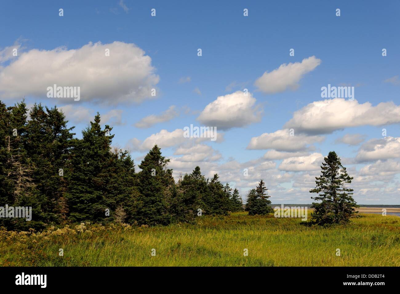 Forest and marsh in St louis lagoon Kouchibouguac National Park, New