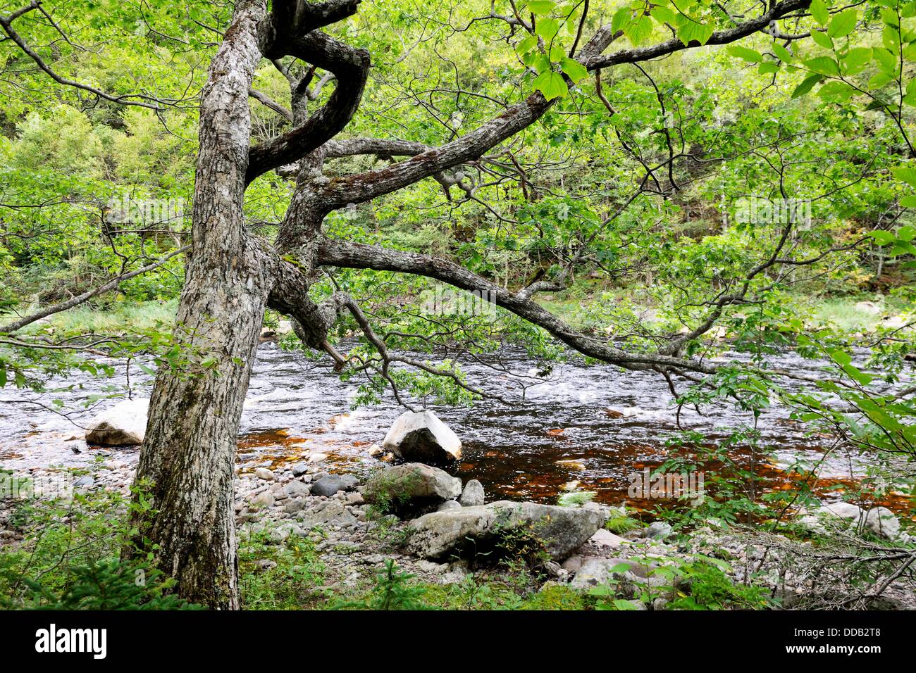 Oak tree Quercus rubra Cheticamp river, Cap Breton Highlands National